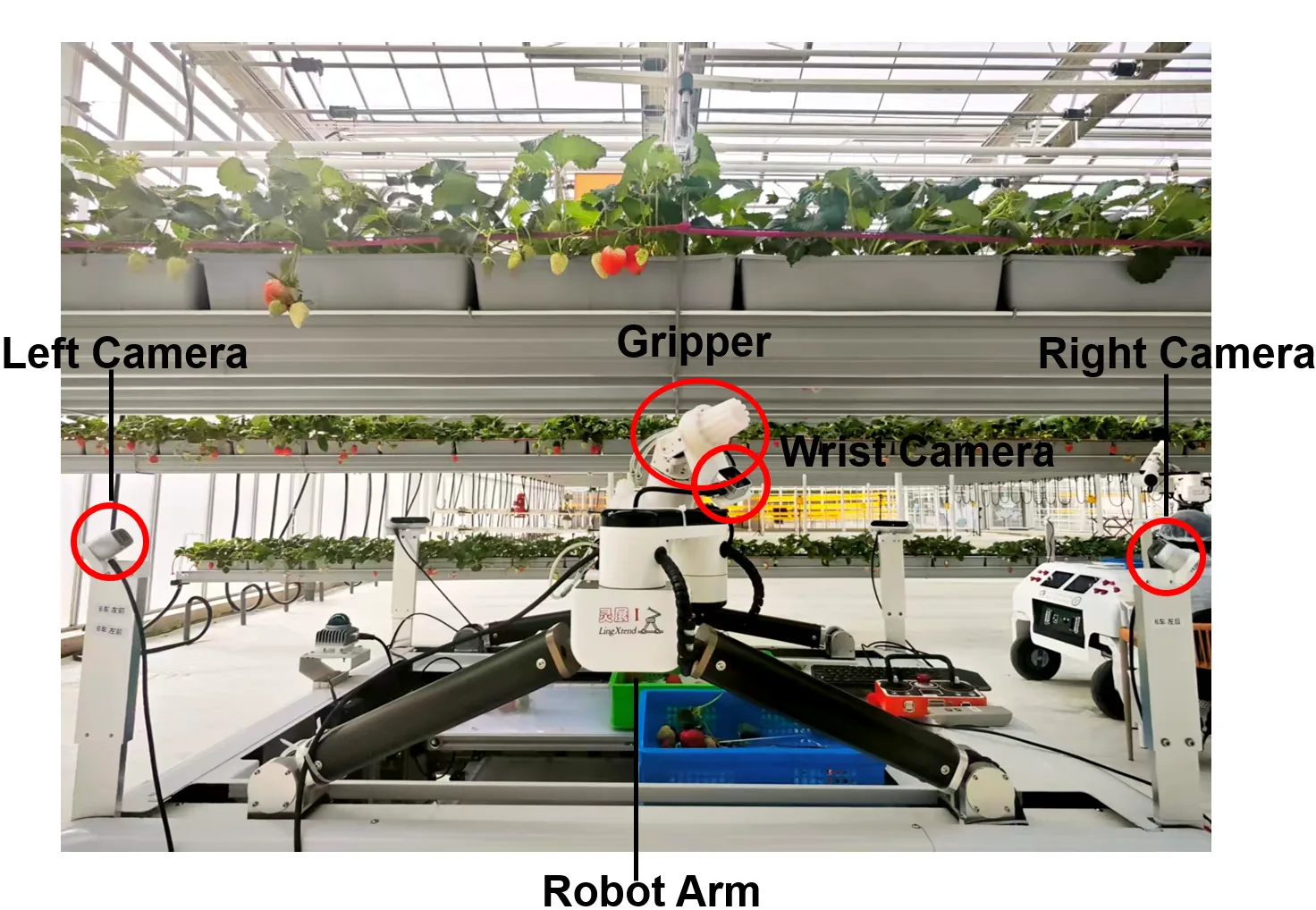 HarvestFlex: Strawberry Harvesting via Vision-Language-Action Policy Adaptation in the Wild